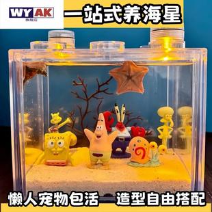 水母生态缸海星派大星活宠物海星饲养套餐套装桌面迷你礼盒款