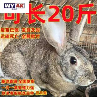 兔子活物比利时大型肉兔苗幼崽可繁殖种兔白兔花兔黑兔月月兔