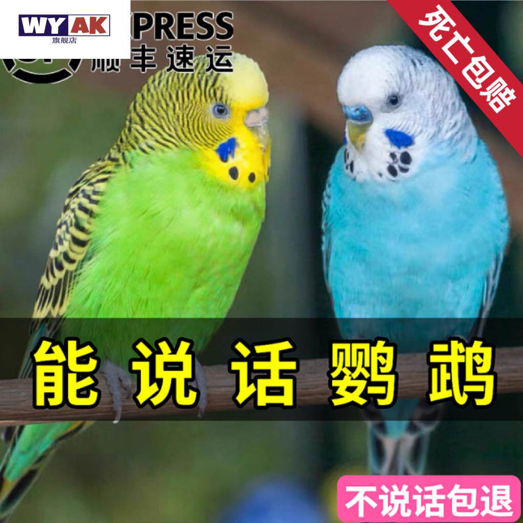 玄凤鹦鹉活鸟手养虎皮活幼鸟多彩云斑会说话宠物公母一对繁殖图片