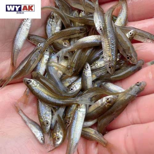 麦穗鱼苗饲饵鱼喂龙鱼饲料罗汉龟粮六角饲料鱼淡水鱼随机发