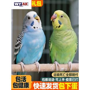 玄凤鹦鹉活鸟包说话虎皮宠物鸟类家养小鸟手养亲人公母一对非