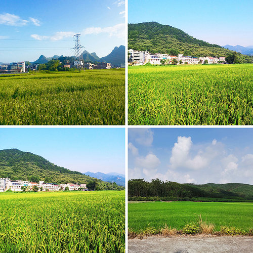 风景蓝天白云稻田玉米直播背景布直播间场景布置3d立体壁纸背景墙摄影道具农村大山高级感可移动主播网红墙
