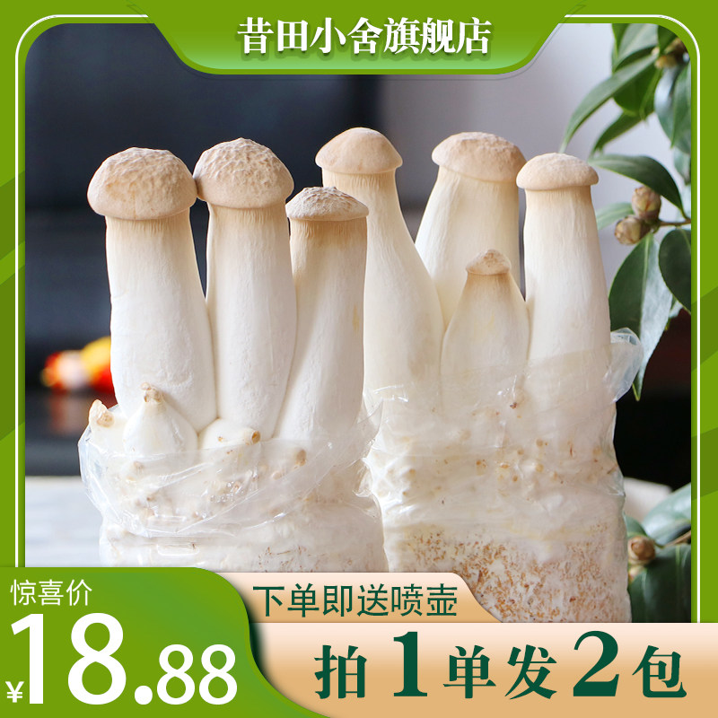 杏鲍菇菌种自生蘑菇菌包菌菇包种植包种蘑菇菇菌种菌种食用菌家庭