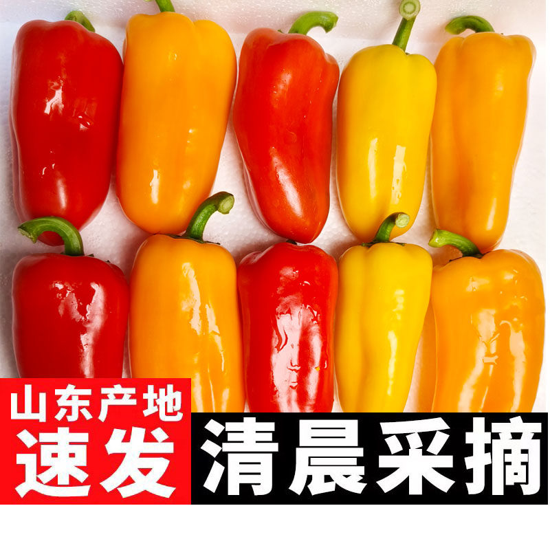 现摘迷你水果椒小彩椒甜椒红椒黄椒橙椒生吃不辣沙拉水果辣椒