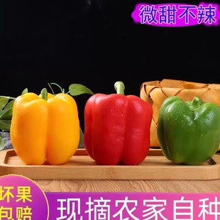 彩椒青椒红椒新鲜七彩椒甜椒菜椒大红辣椒圆椒柿子椒五彩椒灯笼椒