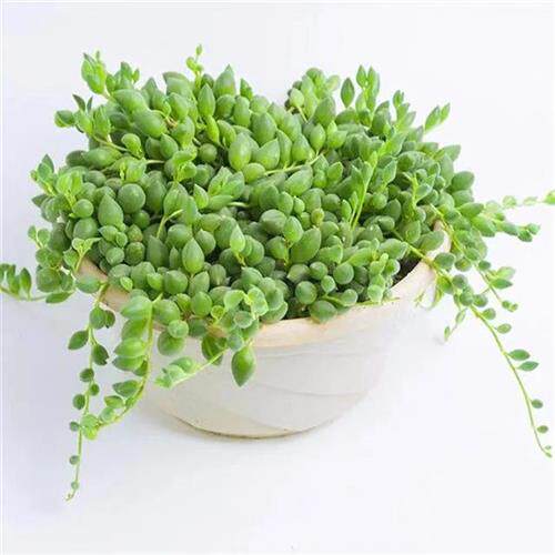 多肉植物花卉绿植吊兰盆栽 紫玄月情人泪室外阳台吸甲醛 垂吊植物