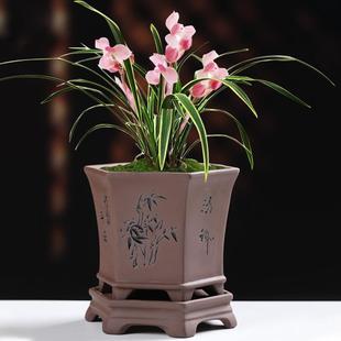 创意室内家用文竹君子兰专用盆特价 紫砂兰花花盆复古粗陶透气个性