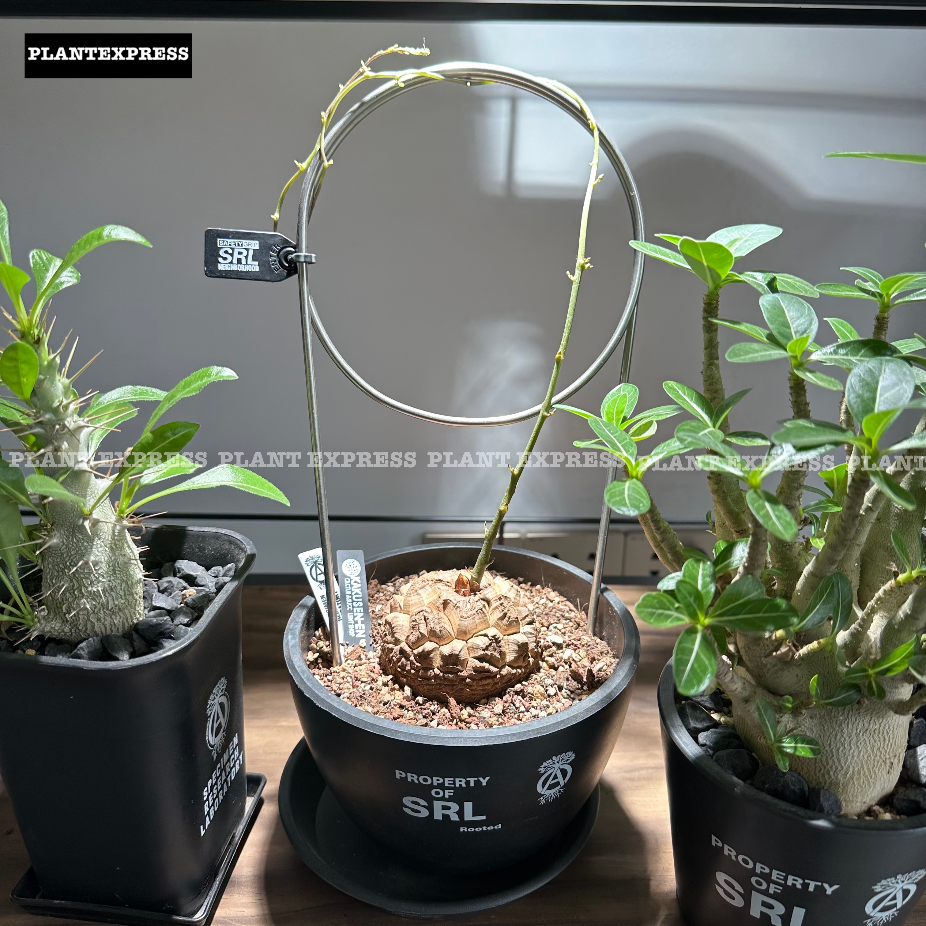 nbhd爬架金属不锈钢304不锈钢