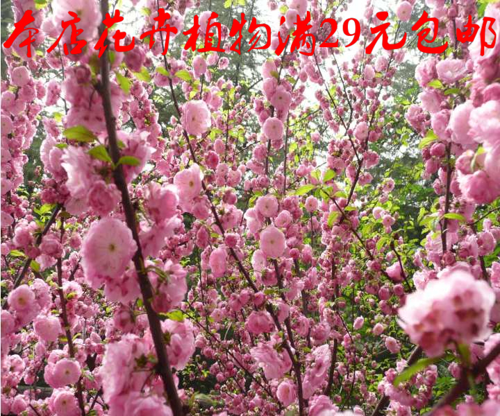 初开深红粉红庭j院梅花植物树苗榆叶梅苗小花榆叶梅树苗春天开花