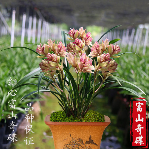 富山奇蝶建兰室内四季盆栽名贵