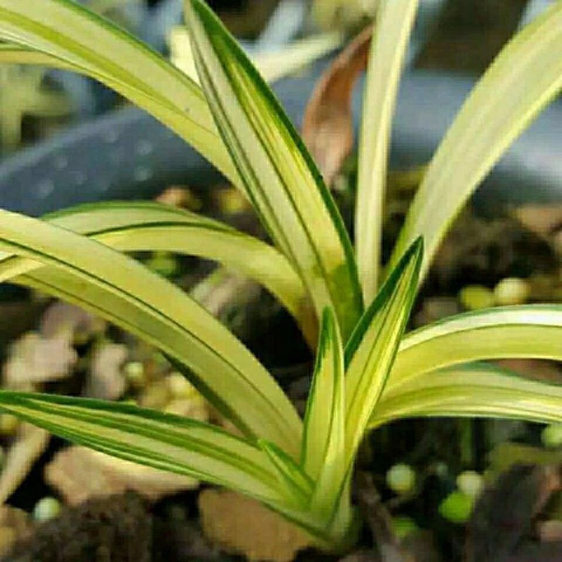 兰花 [富贵阳光] 矮种春兰 黄金中透金边叶艺 室内绿植花卉盆栽