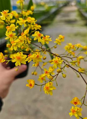 带花苞梦香兰金黄色 5支以上花剑 盆栽兰花 文心兰 阳台室内养