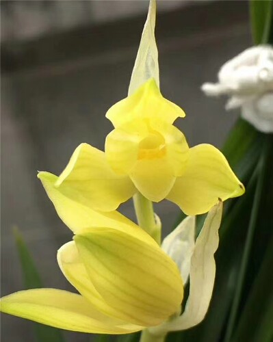 全部带花苞发货自然花卉园兰花苗