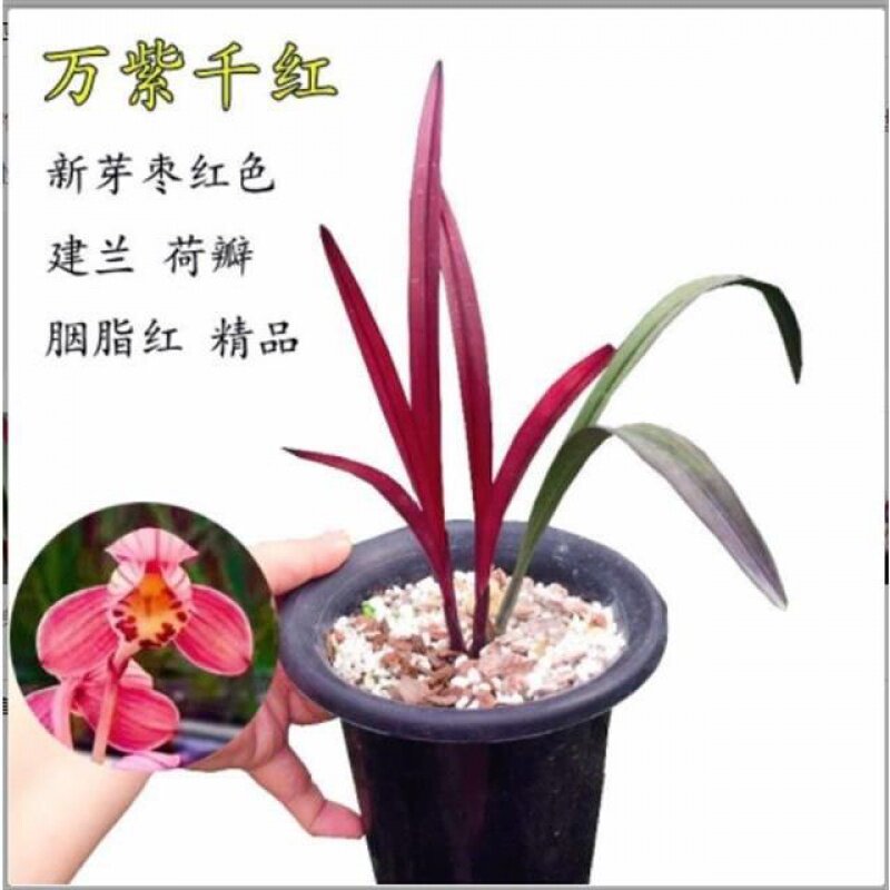 四季名品 万紫千红紫罗兰红草兰花苗花卉绿植浓香