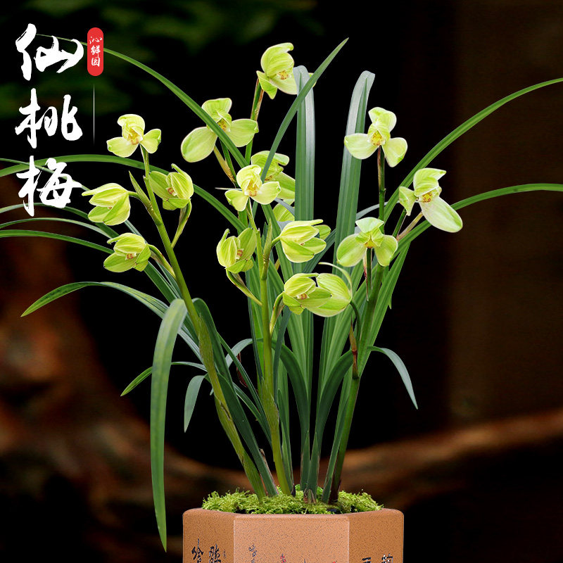 春剑仙桃梅梅瓣兰花兰草花卉盆栽摆件植物