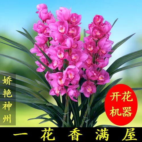 兰花超香型娇艳神舟室内花卉