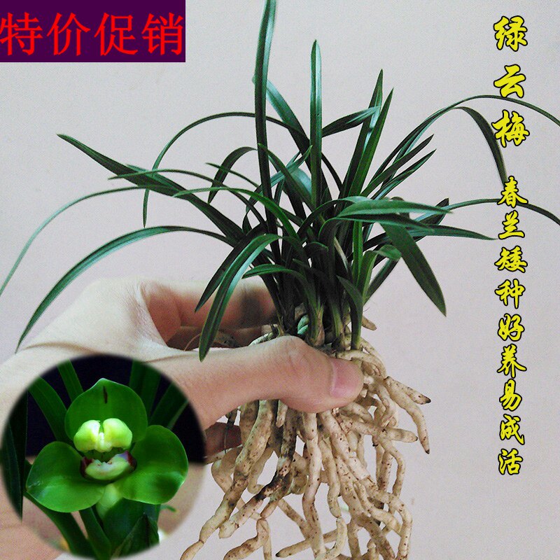 清仓价 春兰矮种兰花苗 新品兰花 绿云梅 绿植