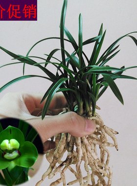 绿植矮种兰花苗清仓价