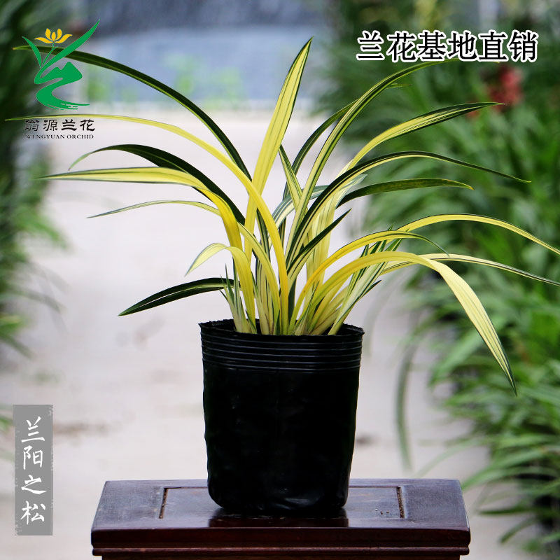 铭品中透新兴工业黑色兰花苗