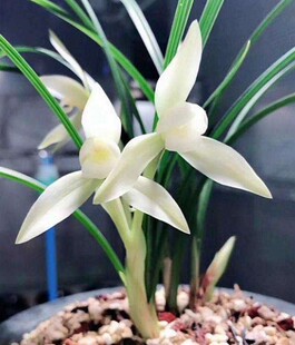 包邮自然老种兰花苗 春兰【雪影】浓香绿植花卉园艺