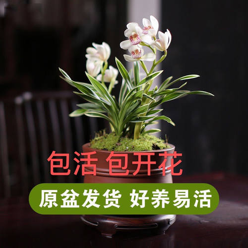 绿植绿植兰花盆栽金边矮种