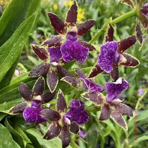 特壮 紫香兰 文心兰 梦香 浓香花期长  下月来花苞