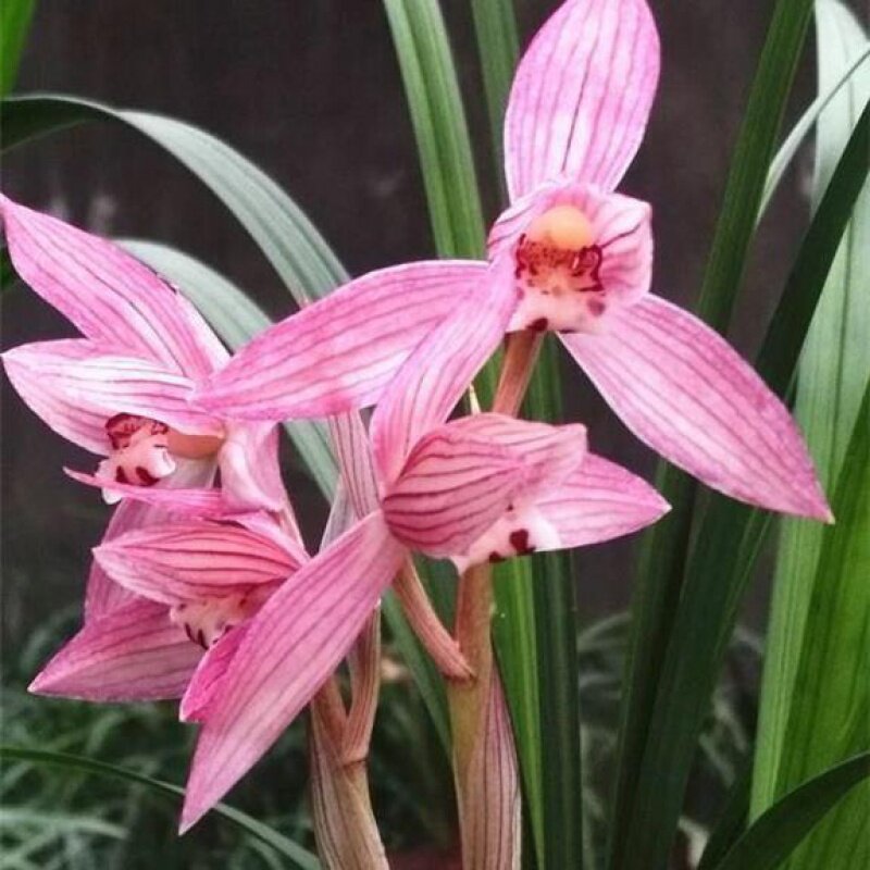 四川名品兰花苗盆栽 春剑【新津胭脂】浓香室内绿植