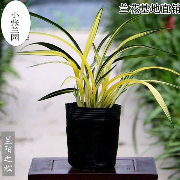 兰花兰阳之松中透金黄色带艺奇花