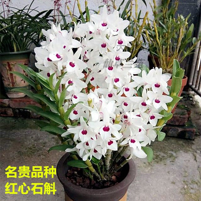 超香红心石斛 秋带花苞好养兰花苗室内绿植花卉