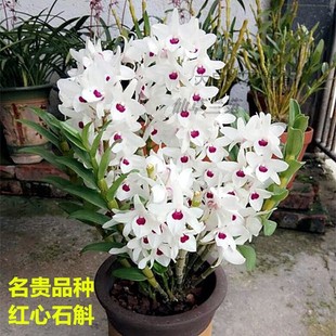 超香红心石斛 超低价 夏秋带花苞好养兰花苗室内绿植花卉