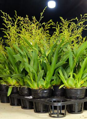 橘黄色高花剑梦香浓香型梦香文心兰室内好养