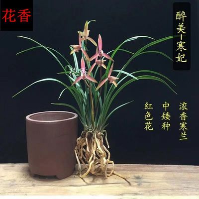 带花苞发货  细叶寒兰国画之美兰花苗寒妃开花浓香冬季