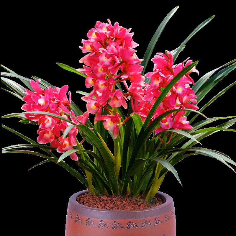 超低价  兰花苗【红将军】室内盆栽四季兰建兰草阳台客厅花卉绿植