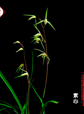 【寒兰】兰花卉绿植物室内盆栽苗壮实 当年开花