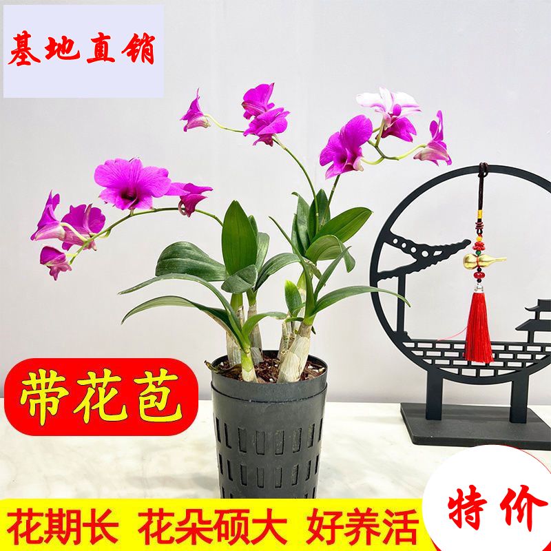 基地客厅兰花苗带花泼墨