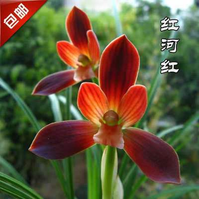 绿植花苞盆栽豆瓣兰特价包邮