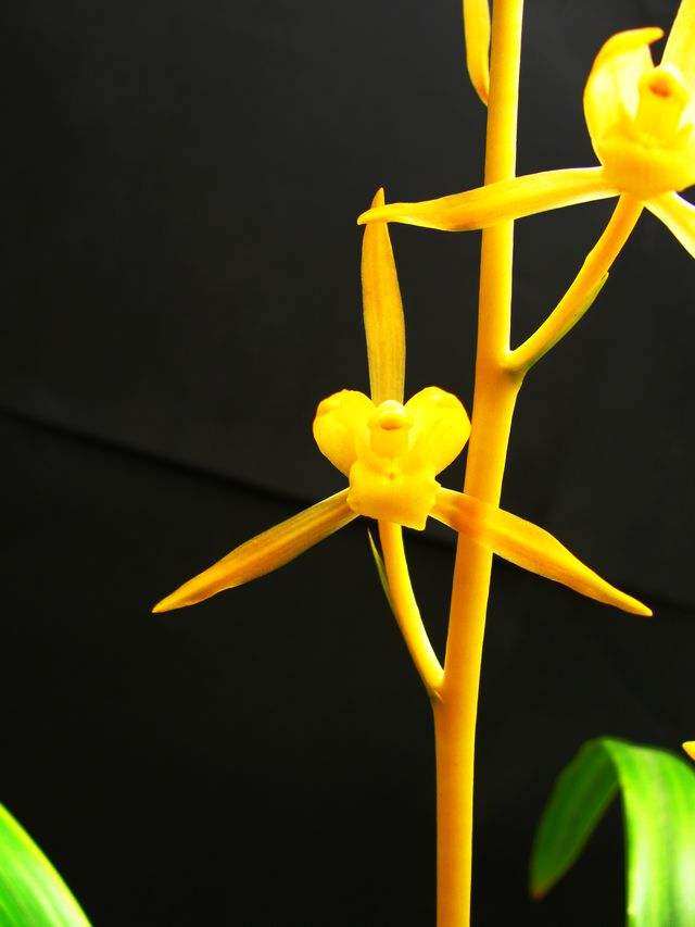 超低价  正品兰花苗盆景 墨兰名品【金公主】浓香绿植