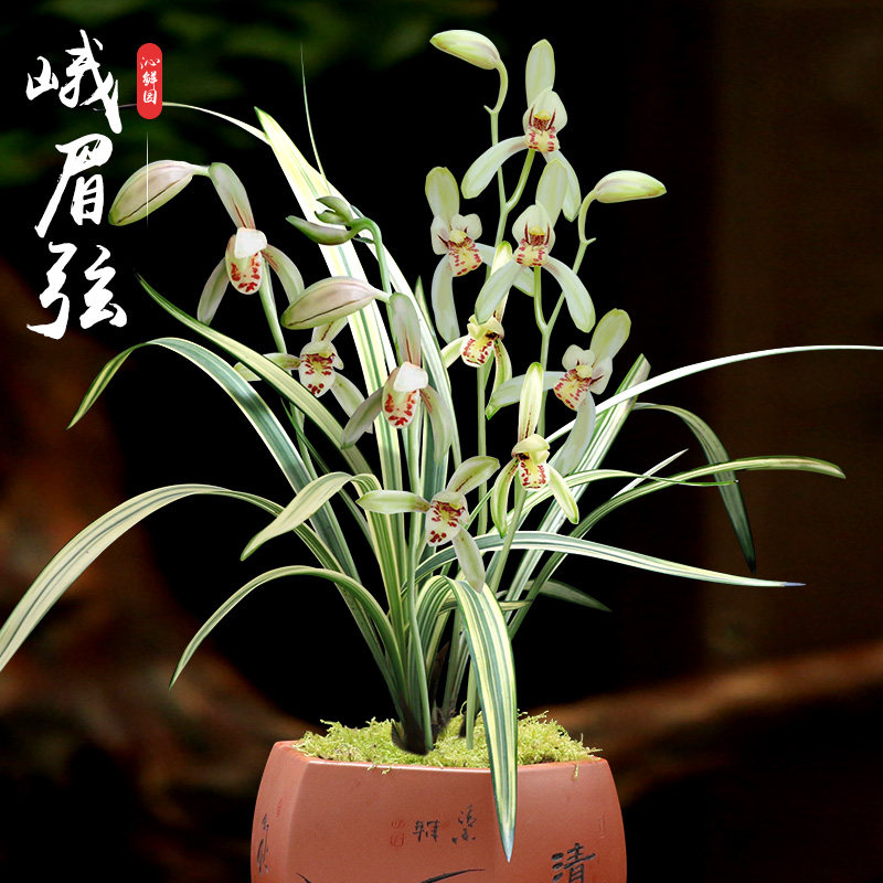 【原生老种】峨眉弦四季兰名品建兰金奖 夏兰峨眉弦