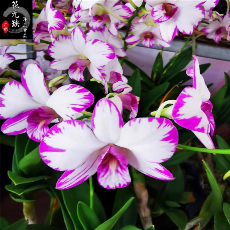 四季日本种植进口石斛兰花