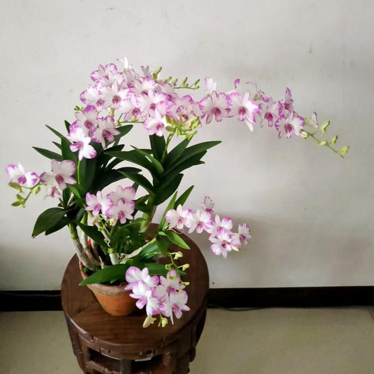 泼墨石斛 开花超香 室内盆栽花卉绿植