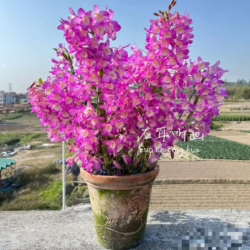 春石斛引种苗 多品种 开花特香 室内盆栽植物 叶子不多 花卉绿植