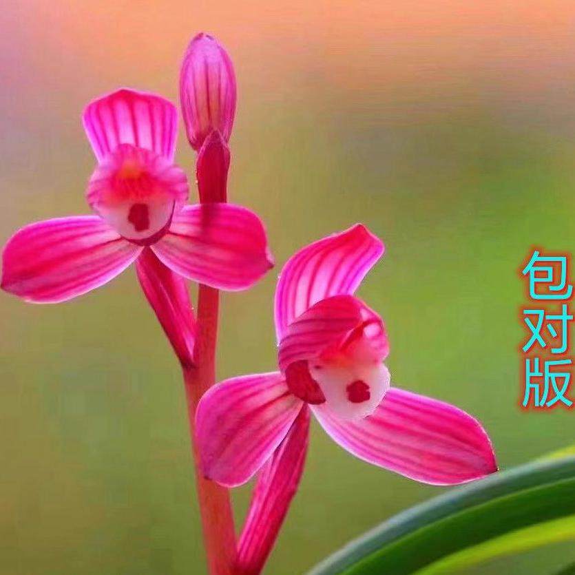 带花苞发货 批发价 兰花  春兰 浓香型 耐寒 耐热 正品 国兰,鲜花速递/花卉仿真/绿植园艺,时令草本花卉,淘宝优惠券,粉丝福利购,淘宝优惠卷