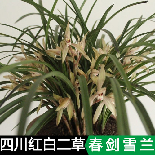 五朵金花四川雪兰朱砂原生种兰花