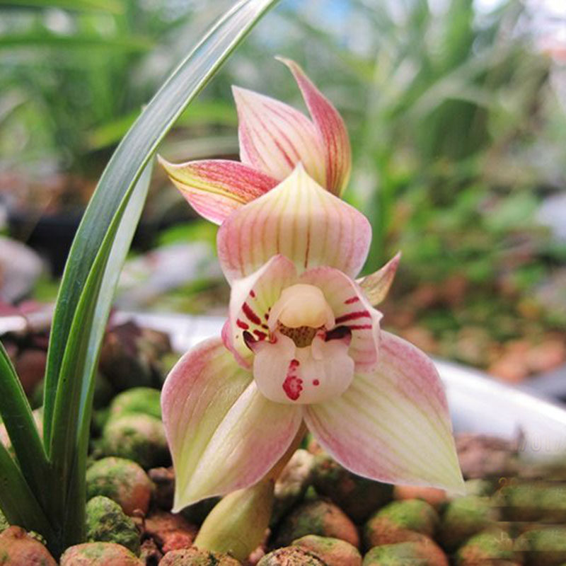 包邮当年开花矮种兰花苗盆栽 莲瓣兰 春兰【姜氏荷皇冠能 b790679