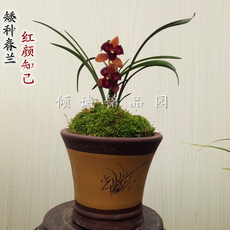 新手易养兰花苗 浓香春兰 花卉盆栽 红颜知己