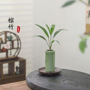 棕竹 室内盆栽花卉绿植 陶瓷冰裂盆 开花香