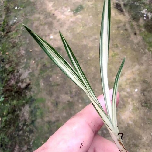 中透艺盆栽阳台兰花新品种