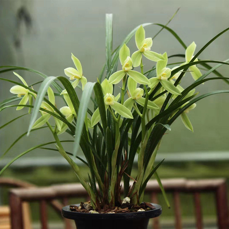 包开花 春剑名品兰花老种国兰盆栽