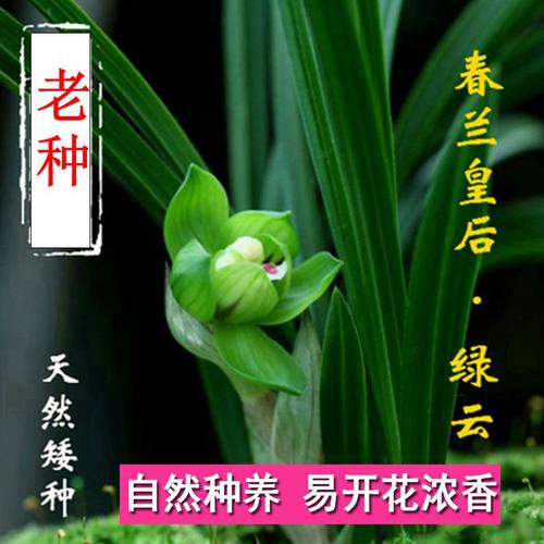 绿植盆栽窗台客厅美观兰花苗
