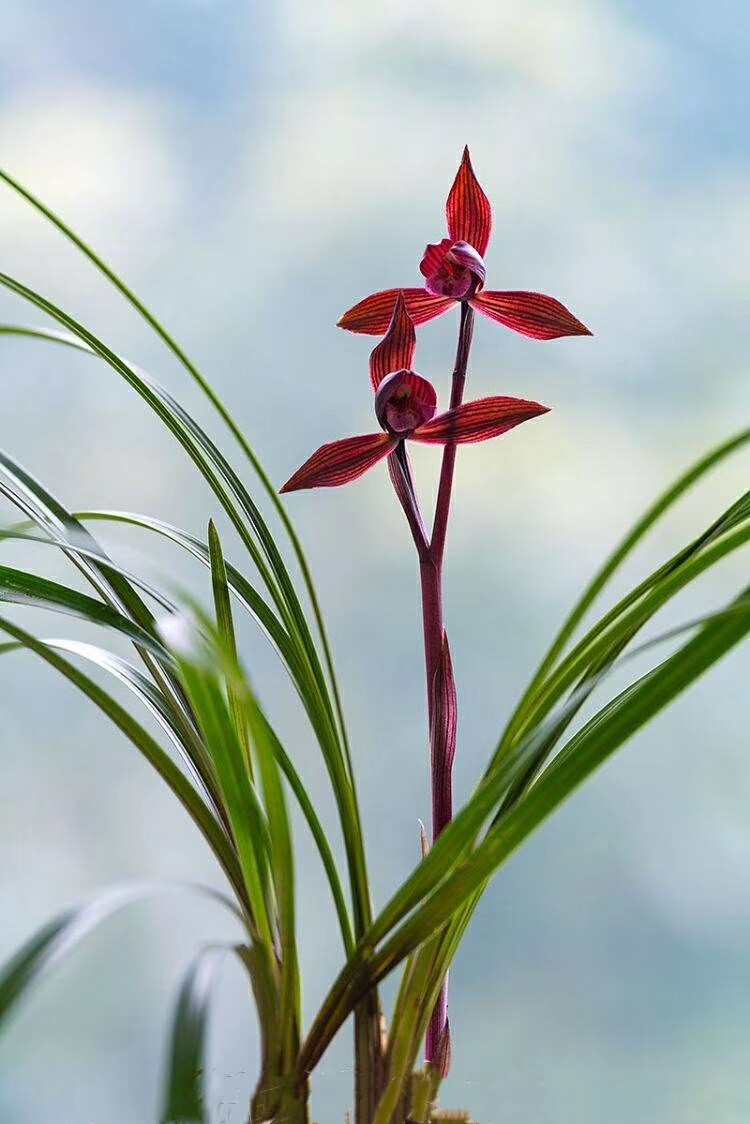 特香云南名品兰花苗春兰【醉红素】浓香室内绿植花卉盆景